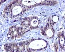 Immunohistochemistry (Formalin/PFA-fixed paraffin-embedded sections) - Anti-HINT1 antibody [EPR5108] - BSA and Azide free (AB240007)