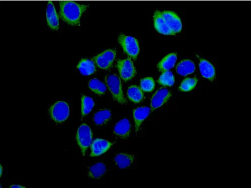 Immunocytochemistry/ Immunofluorescence - Anti-HIP1 antibody [EPR10814] - BSA and Azide free (AB250453)