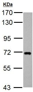 Western blot - Anti-HIP14 antibody (AB154054), expandable thumbnail