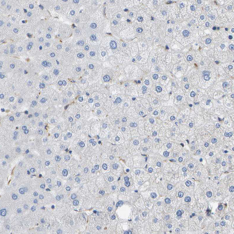 Immunohistochemistry (Formalin/PFA-fixed paraffin-embedded sections) - Anti-HIP14 antibody (AB253017)
