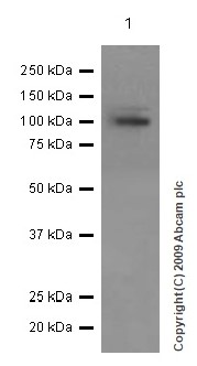 Western blot - Anti-HIPK2 antibody [EPR3819] (AB108543), expandable thumbnail