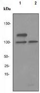 Western blot - Anti-HIPK2 antibody [EPR3819] (AB108543), expandable thumbnail