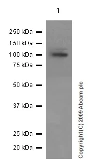 Western blot - Anti-HIPK2 antibody [EPR3819] - BSA and Azide free (AB221980)