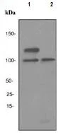 Western blot - Anti-HIPK2 antibody [EPR3819] - BSA and Azide free (AB221980)