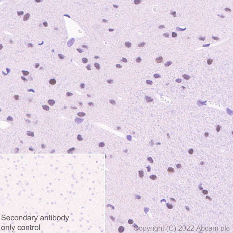 Immunohistochemistry - Anti-HIRA/HIR antibody [EPR25299-11] - BSA and Azide free (AB302929)