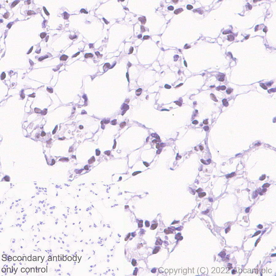 Immunohistochemistry - Anti-HIRA/HIR antibody [EPR25299-11] - BSA and Azide free (AB302929), expandable thumbnail