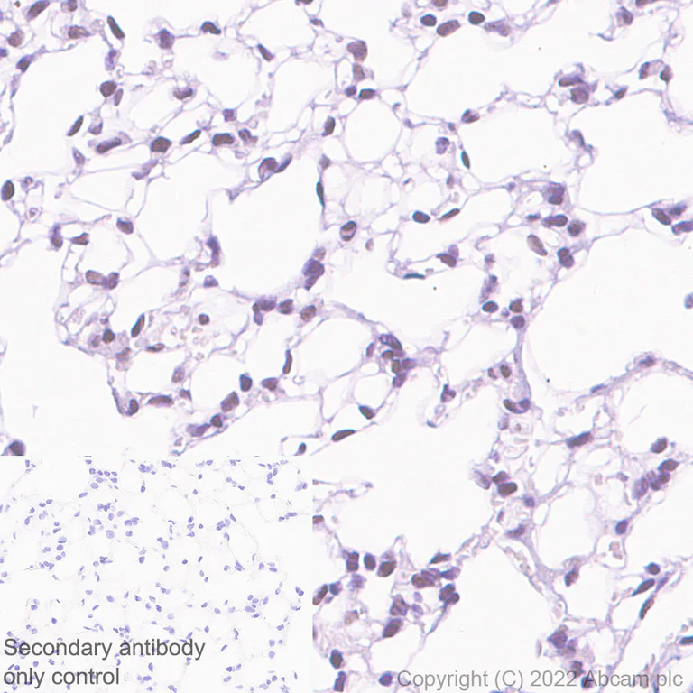 Immunohistochemistry - Anti-HIRA/HIR antibody [EPR25299-11] - BSA and Azide free (AB302929)