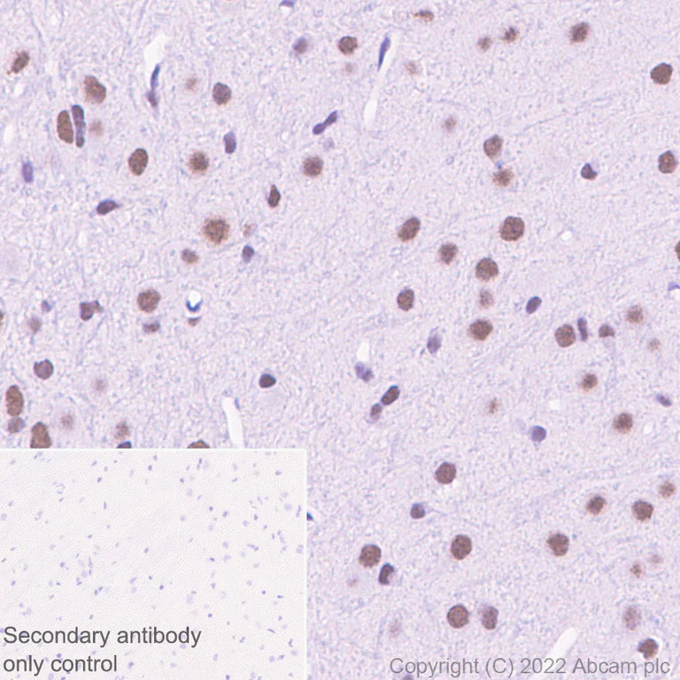 Immunohistochemistry - Anti-HIRA/HIR antibody [EPR25299-11] - BSA and Azide free (AB302929)