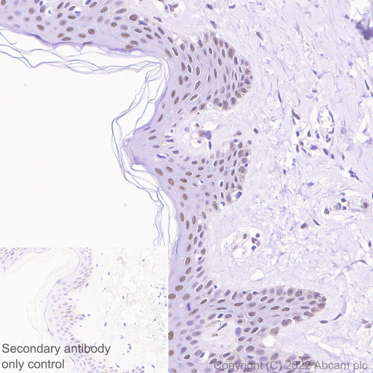 Immunohistochemistry - Anti-HIRA/HIR antibody [EPR25299-11] - BSA and Azide free (AB302929)