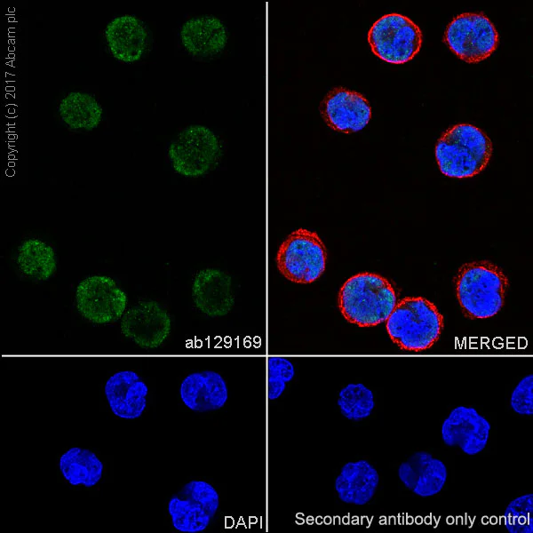 Immunocytochemistry/ Immunofluorescence - Anti-HIRA/HIR antibody [EPR7416] - BSA and Azide free (AB232477)