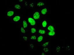 Immunocytochemistry/ Immunofluorescence - Anti-HIRA/HIR antibody [EPR7416] - BSA and Azide free (AB232477)