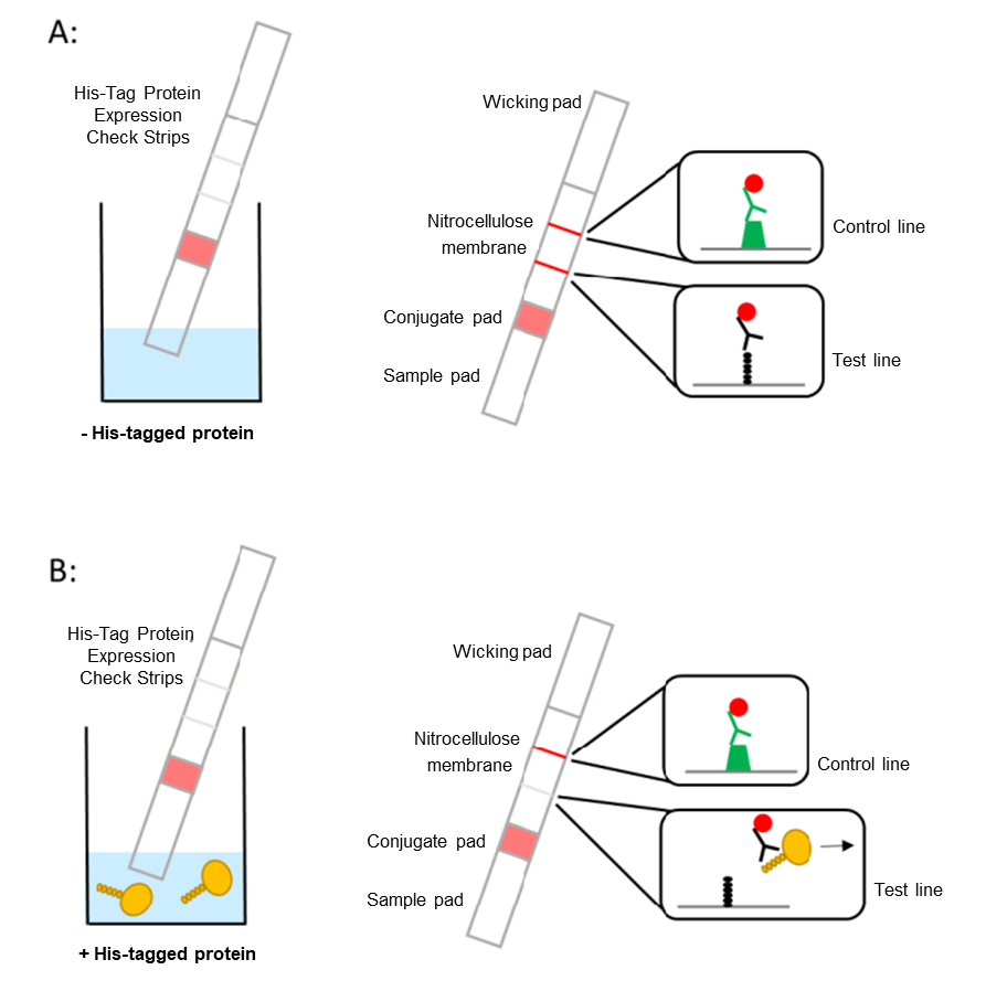 Schematic Diagram - His-Tag Protein Expression Check Kit (AB270048), expandable thumbnail