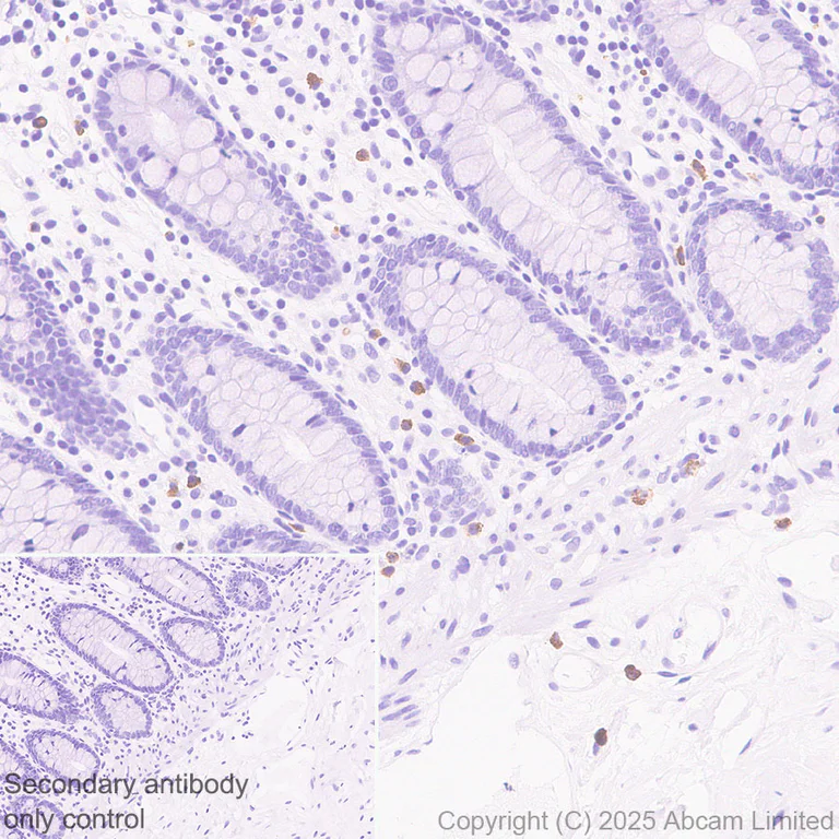 Immunohistochemistry (Formalin/PFA-fixed paraffin-embedded sections) - Anti-Histamine antibody [EPR28884-78] (AB324589)