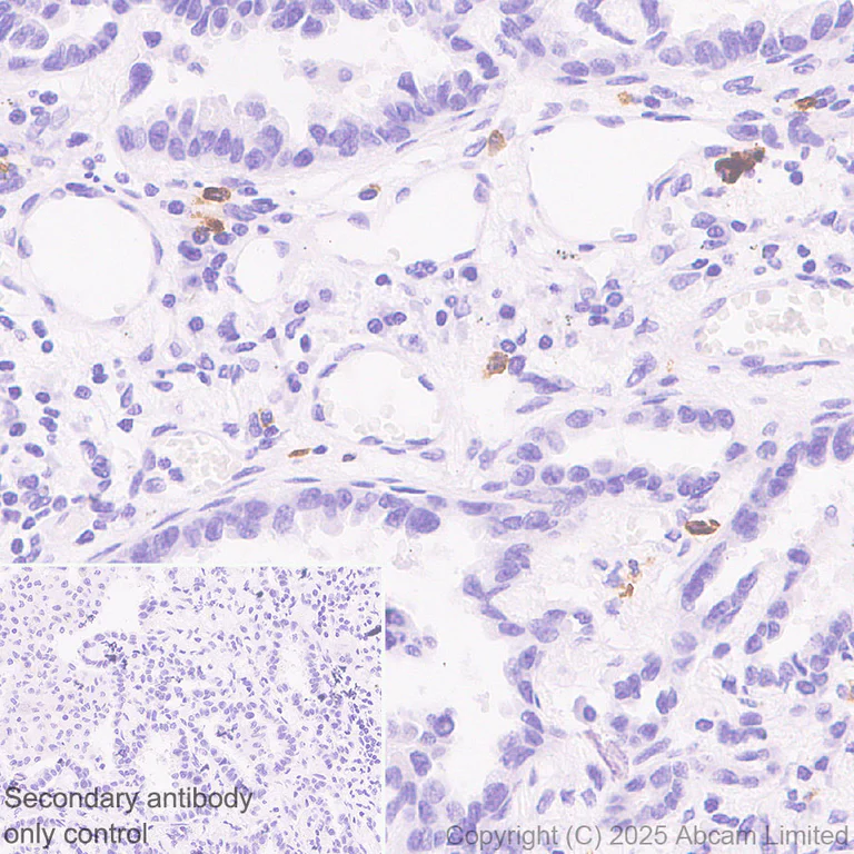 Immunohistochemistry (Formalin/PFA-fixed paraffin-embedded sections) - Anti-Histamine antibody [EPR28884-78] (AB324589)