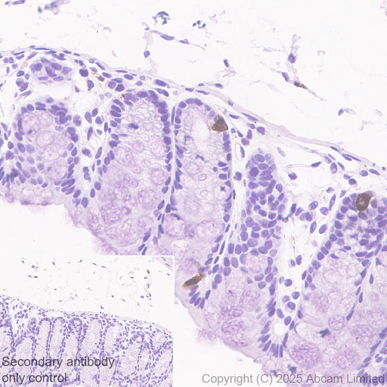 Immunohistochemistry (Formalin/PFA-fixed paraffin-embedded sections) - Anti-Histamine antibody [EPR28884-78] (AB324589)