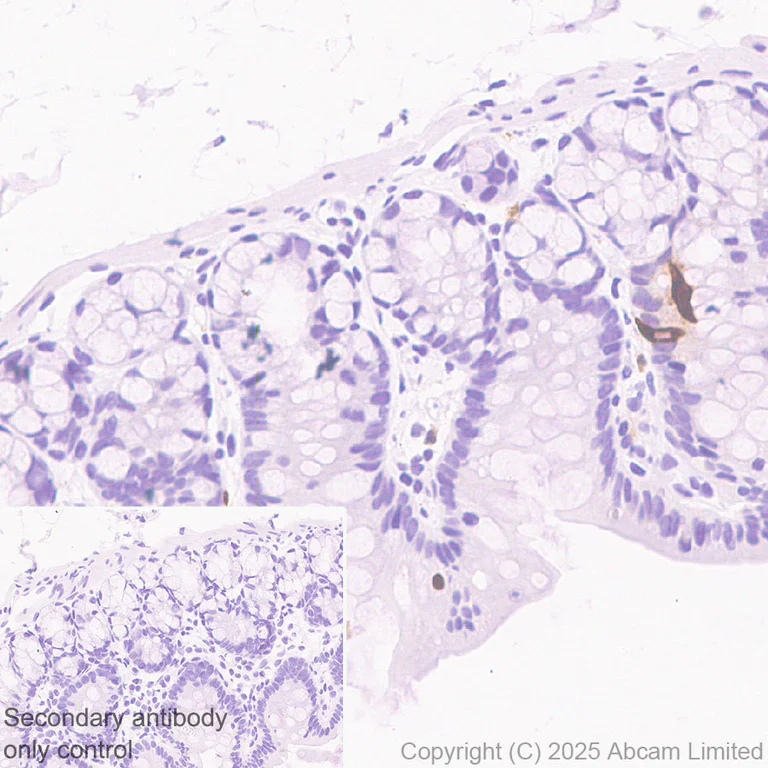 Immunohistochemistry (Formalin/PFA-fixed paraffin-embedded sections) - Anti-Histamine antibody [EPR28884-78] (AB324589)
