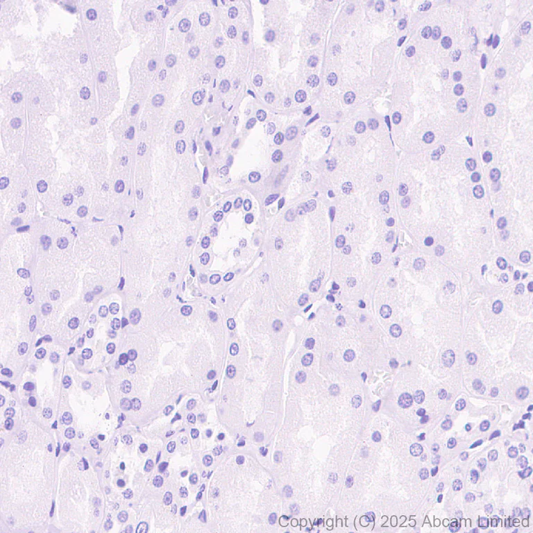 Immunohistochemistry (Formalin/PFA-fixed paraffin-embedded sections) - Anti-Histamine antibody [EPR28884-78] (AB324589)