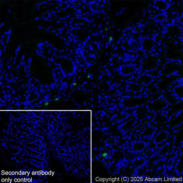 Immunohistochemistry (Frozen sections) - Anti-Histamine antibody [EPR28884-78] (AB324589)
