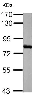 Western blot - Anti-Histidase antibody (AB154063)