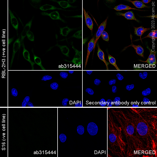 Immunocytochemistry/ Immunofluorescence - Anti-Histidine decarboxylase antibody [EPR26392-79] (AB315444), expandable thumbnail