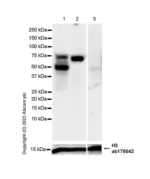 Western blot - Anti-Histidine decarboxylase antibody [EPR26392-79] (AB315444)