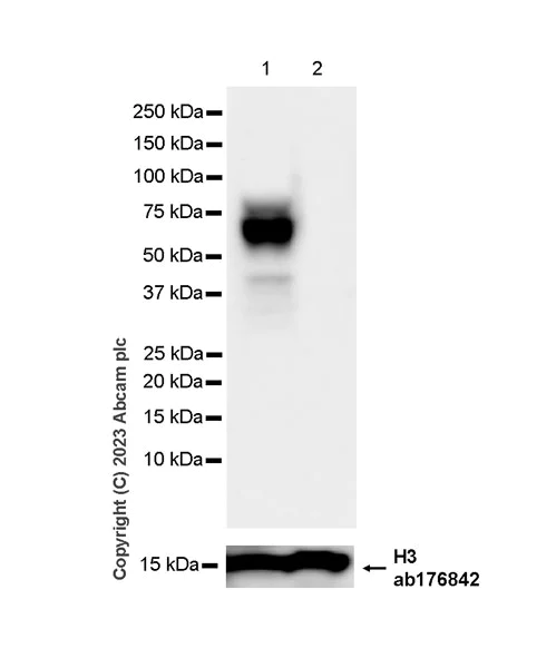 Western blot - Anti-Histidine decarboxylase antibody [EPR26392-79] (AB315444)
