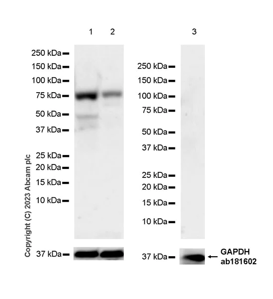 Western blot - Anti-Histidine decarboxylase antibody [EPR26392-79] (AB315444)