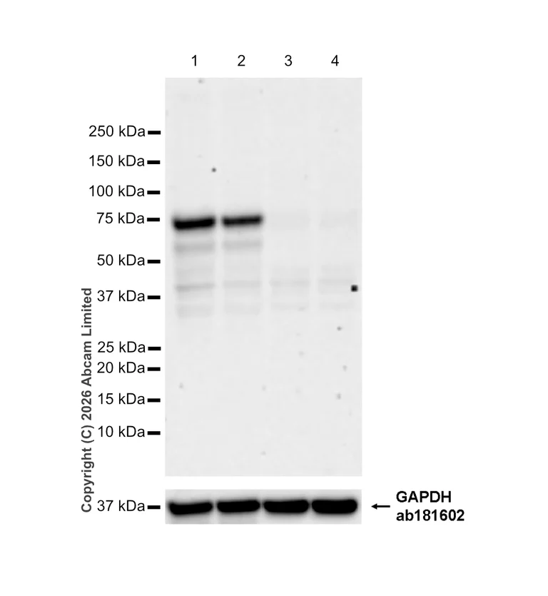 Western blot - Anti-Histidine decarboxylase antibody [EPR26392-79] (AB315444)
