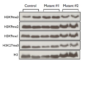 Functional Studies - Histone Extraction Kit (AB113476), expandable thumbnail