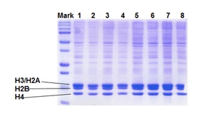 Functional Studies - Histone Extraction Kit (AB113476), expandable thumbnail