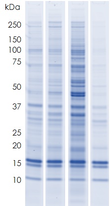 Functional Studies - Histone Extraction Kit - Rapid / Ultra-pure (AB221031), expandable thumbnail