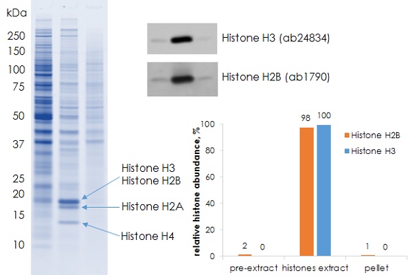 Functional Studies - Histone Extraction Kit - Rapid / Ultra-pure (AB221031), expandable thumbnail