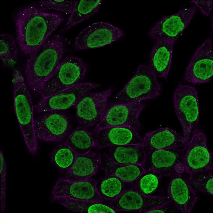 Immunocytochemistry - Anti-Histone H1 antibody [HH1/957] - BSA and Azide free (AB216609)