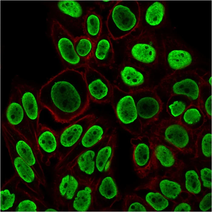 Immunocytochemistry/ Immunofluorescence - Anti-Histone H1 antibody [r1415-1] (AB218417)
