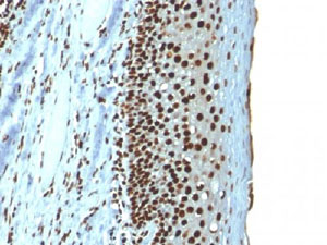 Immunohistochemistry (Formalin/PFA-fixed paraffin-embedded sections) - Anti-Histone H1 antibody [r1415-1] (AB218417), expandable thumbnail