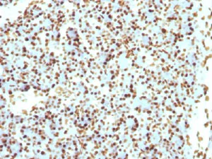 Immunohistochemistry (Formalin/PFA-fixed paraffin-embedded sections) - Anti-Histone H1 antibody [r1415-1] (AB218417)