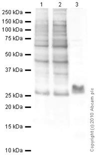Western blot - Anti-Histone H1.0 antibody [27] (AB11080)