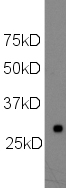 Western blot - Anti-Histone H1.0 antibody [34] (AB11079), expandable thumbnail