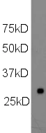 Western blot - Anti-Histone H1.0 antibody [34] (AB11079)