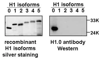Western blot - Anti-Histone H1.0 antibody [34] (AB11079)