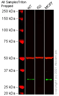 Western blot - Anti-Histone H1.0 antibody [34] (AB11079)