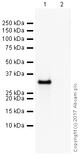 Western blot - Anti-Histone H1.0 antibody [34] (AB11079), expandable thumbnail