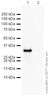 Western blot - Anti-Histone H1.0 antibody [34] (AB11079)