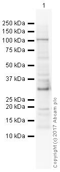 Western blot - Anti-Histone H1.0 antibody [34] (AB11079), expandable thumbnail