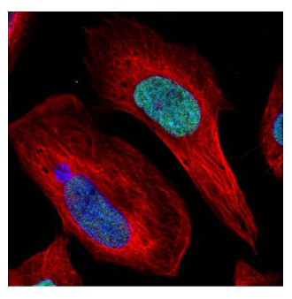 Immunocytochemistry/ Immunofluorescence - Anti-Histone H1.0 antibody (AB154111), expandable thumbnail