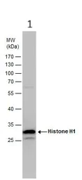 Western blot - Anti-Histone H1.0 antibody (AB154111)
