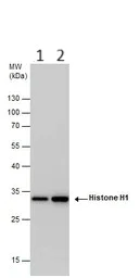 Western blot - Anti-Histone H1.0 antibody (AB154111)