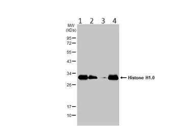 Western blot - Anti-Histone H1.0 antibody (AB154111)