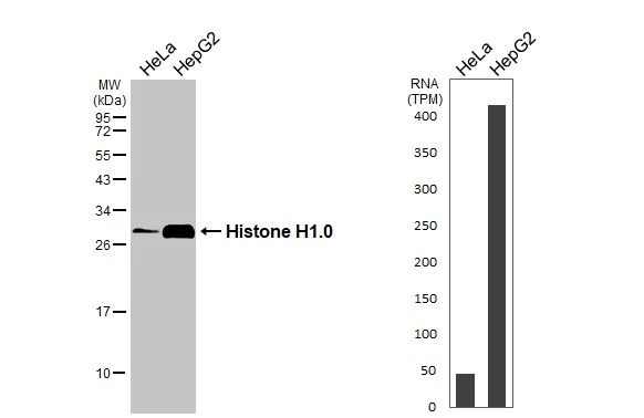 Western blot - Anti-Histone H1.0 antibody (AB154111)