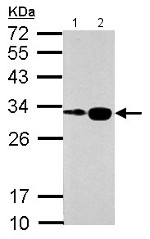 Western blot - Anti-Histone H1.0 antibody (AB154111), expandable thumbnail